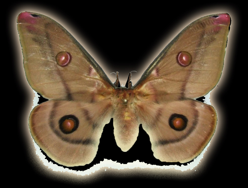 emperor gum silk moth 